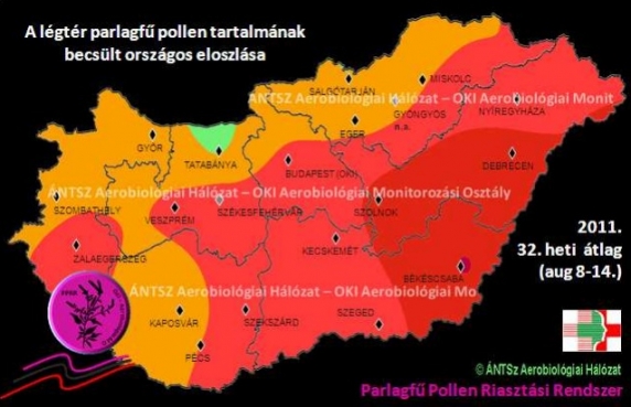 Vörös riasztás a parlagfű miatt Vörös riasztás a parlagfű miatt